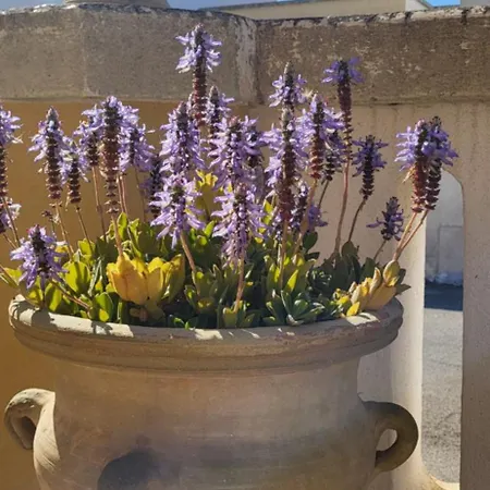 Casasignorina بيت للعطل Santa Maria di Leuca